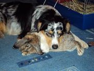 Nejlepší polštářek na světě :-D