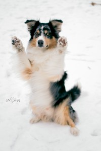 Moje roztomilá surikatka :)