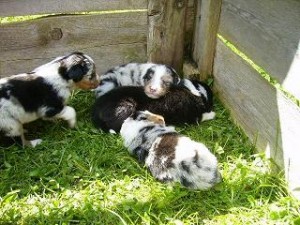 Berry je ten, co stojí