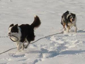 Berry se otřepává od sněhu:-)