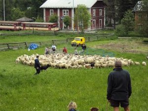 Borderky "profíci" při pasení ovcí