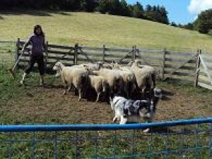 Druhý trénink pasení