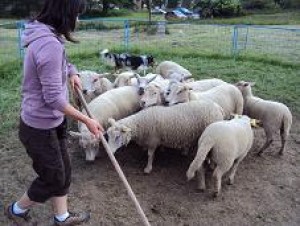 Já, ovce a Berry :-)