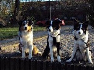 Tři ovčáčtí psi:-)